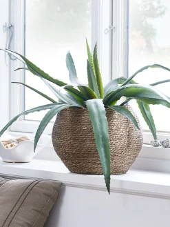 CELIUSPlante artificielle CELIUS H65cm aloe vera